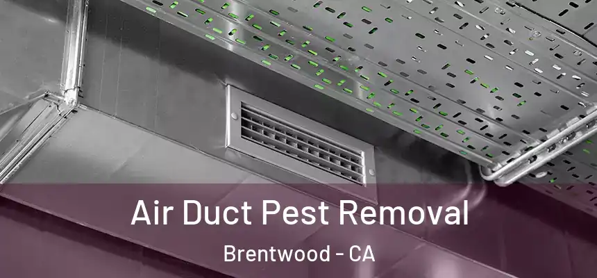  Air Duct Pest Removal Brentwood - CA
