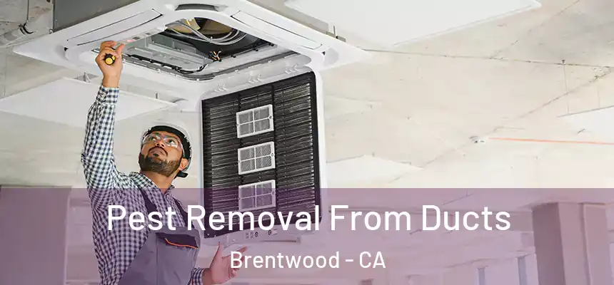 Pest Removal From Ducts Brentwood - CA